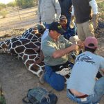 Giraffe Capture In Mexico