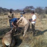 Roan Capture Namibia.
