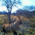 Roan Capture Namibia.