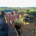 Eland Capture Namibia.