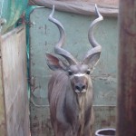 Kudu Bull About to Enter Transport Vehicle