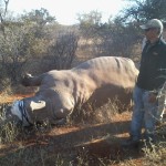White Rhino Capture
