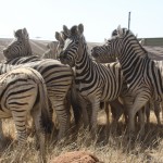 Zebra Capture