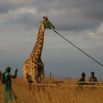 Giraffe Capture South Africa