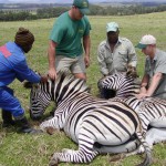 Zebra Chemical Capture South Africa